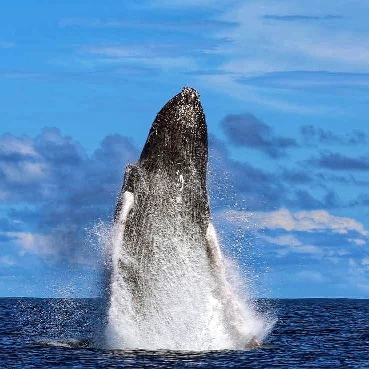 Avistamiento de Ballenas