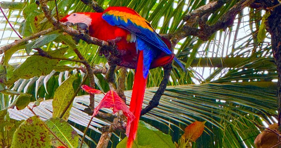 Guacamaya roja en el Parque Nacional Marino Ballena