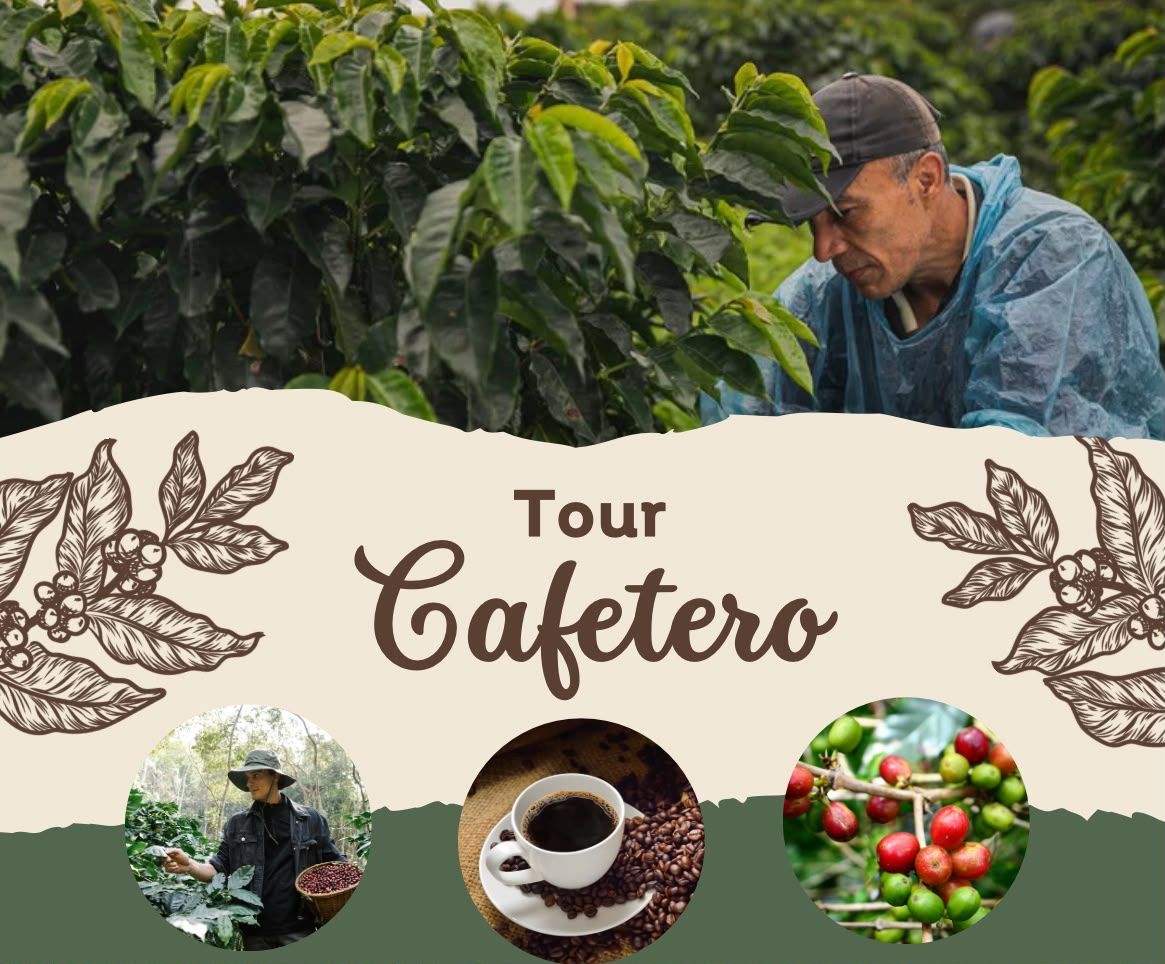 Tour cafetero: recorrido y cata de café