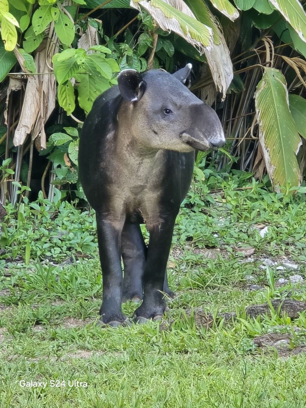 Selva del Parque Nacional Corcovado, Estación San Pedrillo
